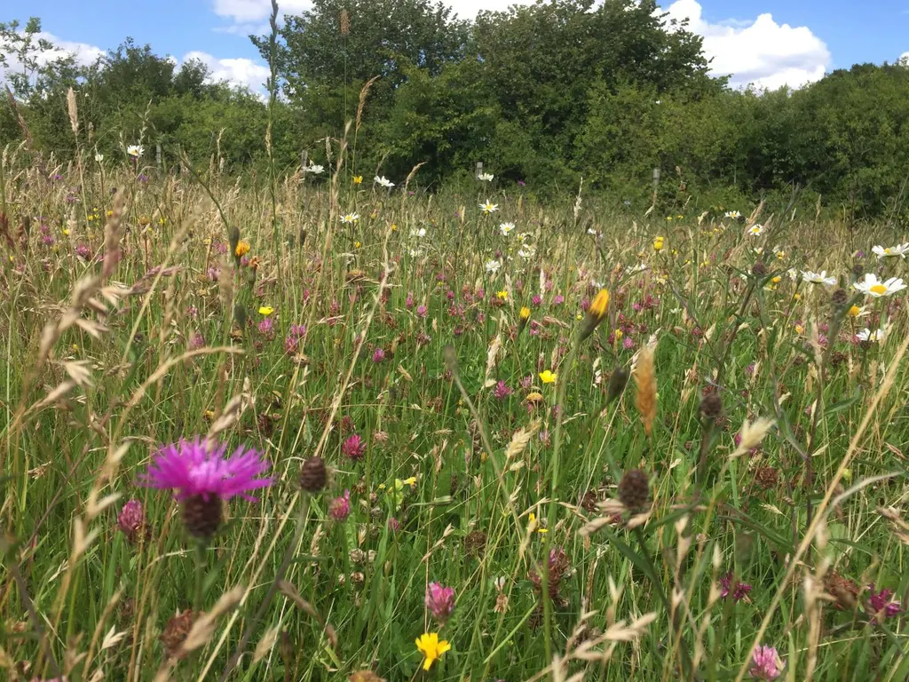 How To Maintain Habitat? What To Do Monthly And Seasonally - Monkey Business Design, Bristol