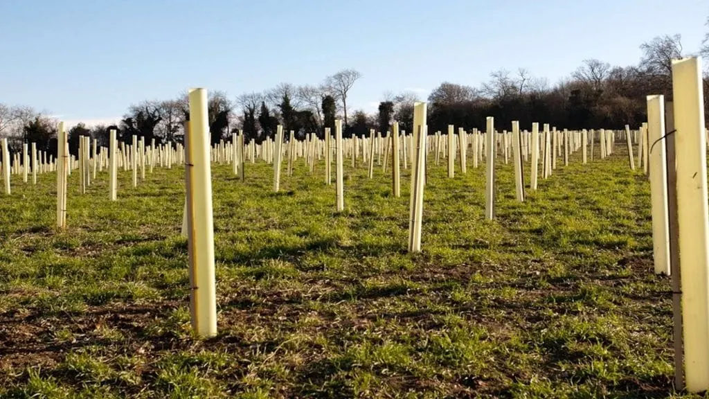 Can You Grow A School Forest In A Small Space? - Guide For a Successful Woodland Planting - Monkey Business Design, Bristol